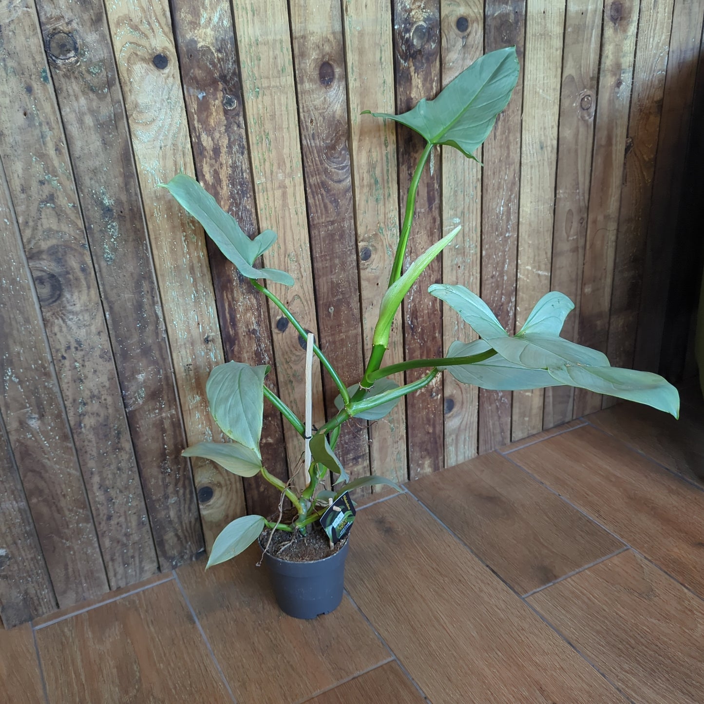 Philodendron Silver Sword 14cm Pot