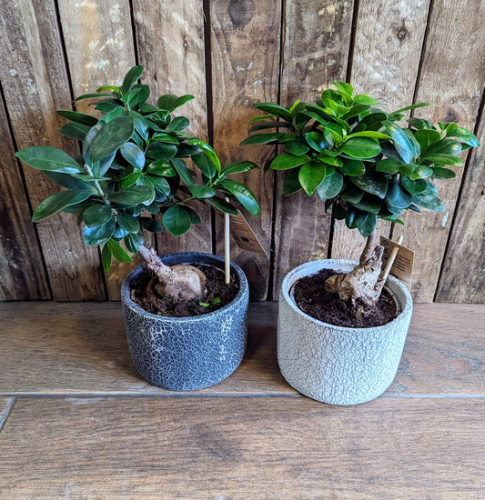 Ficus Ginseng in Stone Pot 14cm