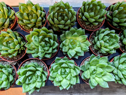 Haworthia Cooperi 8cm