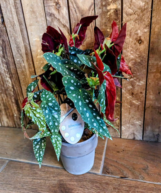 Begonia Maculata 12cm in Concrete Pot