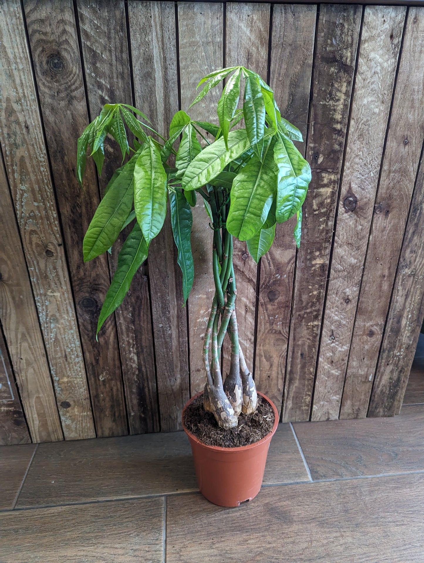 Pachira Aquatica, Braided Stem 19cm pot