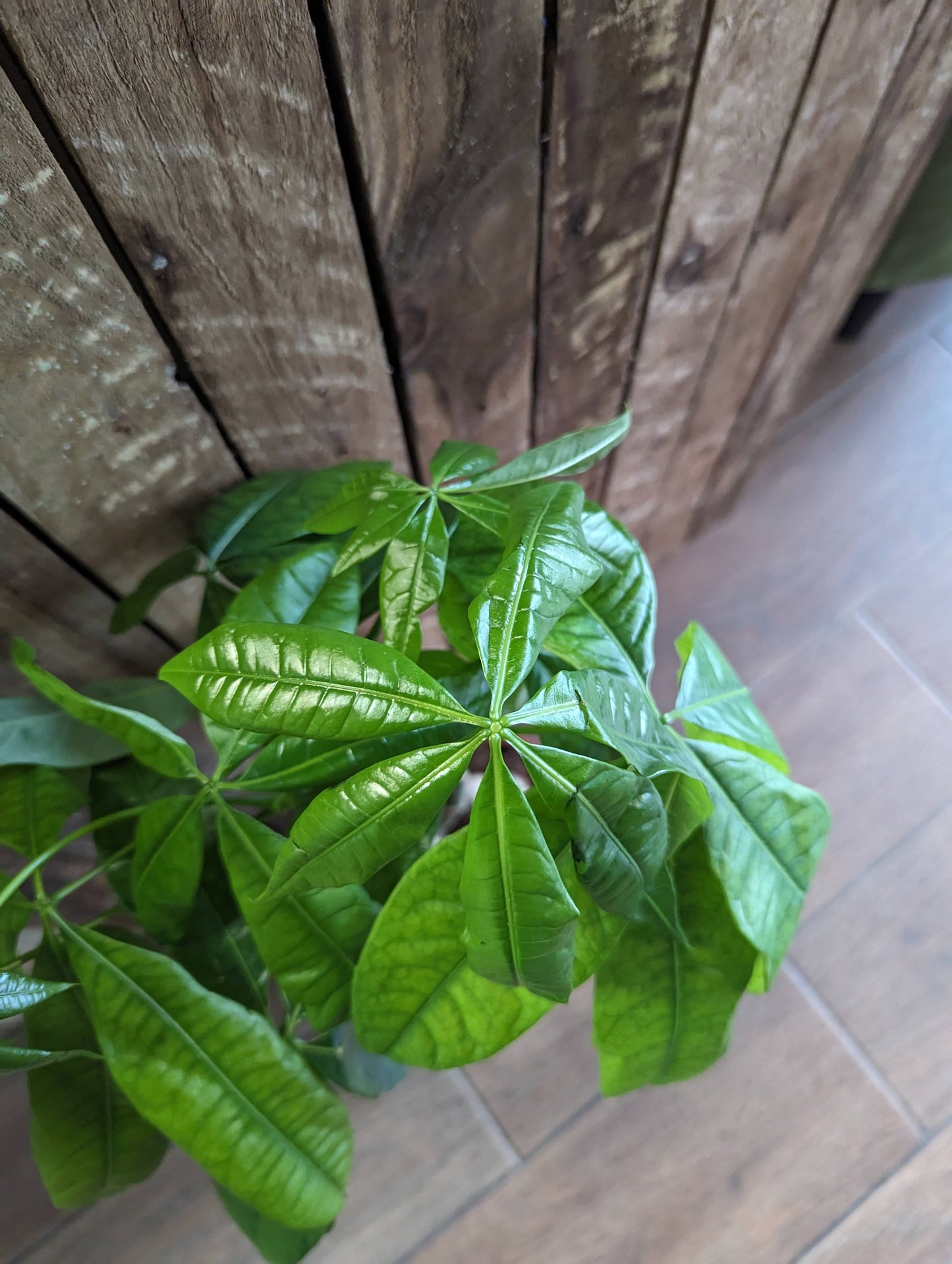 Pachira Aquatica, Braided Stem 19cm pot