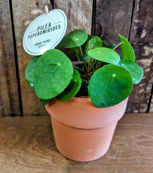 Chinese Money Plant in 15cm Terracotta Pot