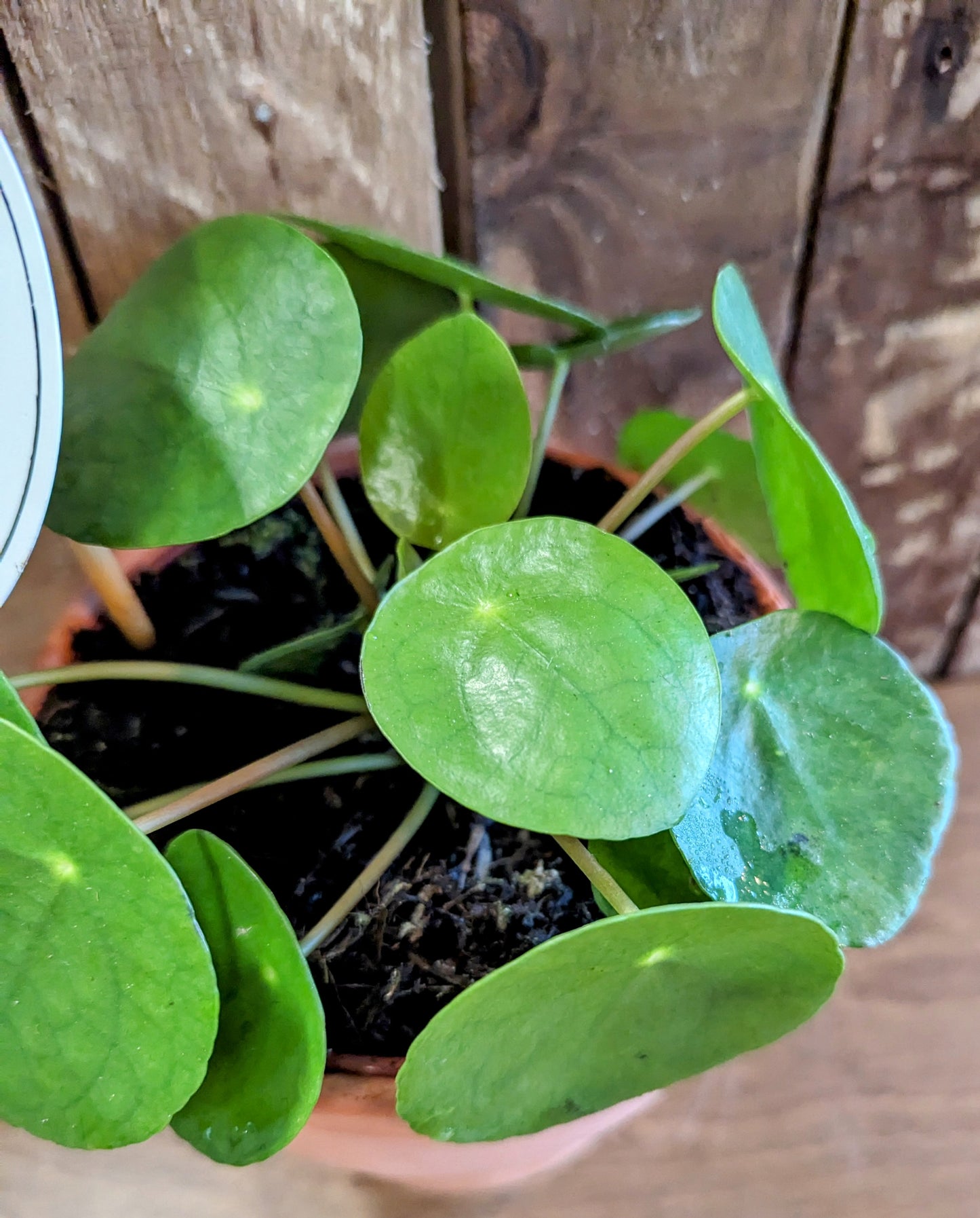 Chinese Money Plant in 15cm Terracotta Pot