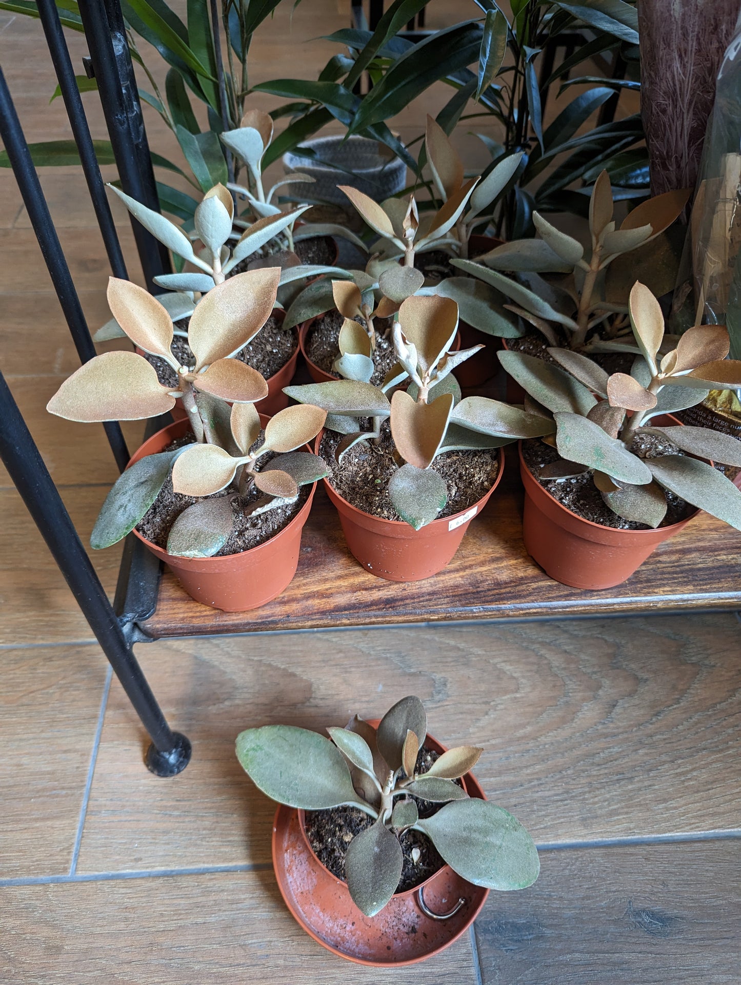 Kalanchoe Orgyalis "Copper Spoon" 12cm