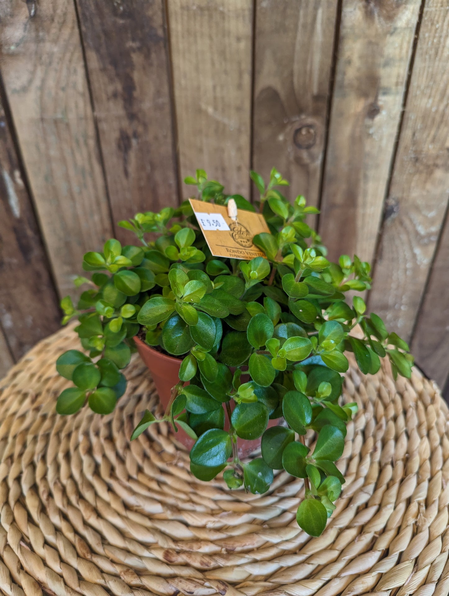 Peperomia 12cm pot