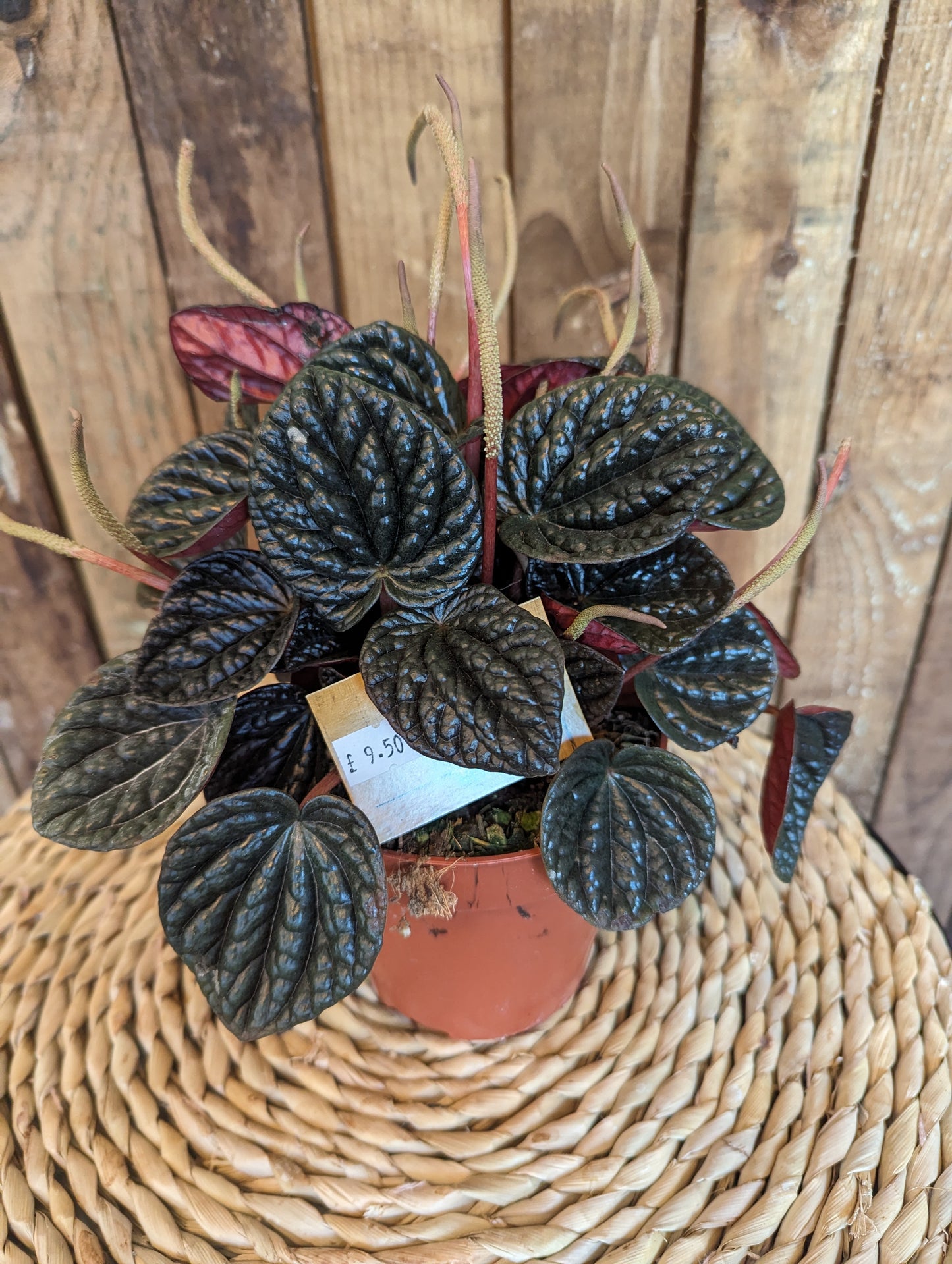 Peperomia 12cm pot