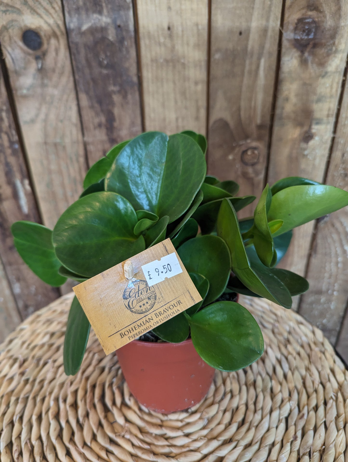 Peperomia 12cm pot