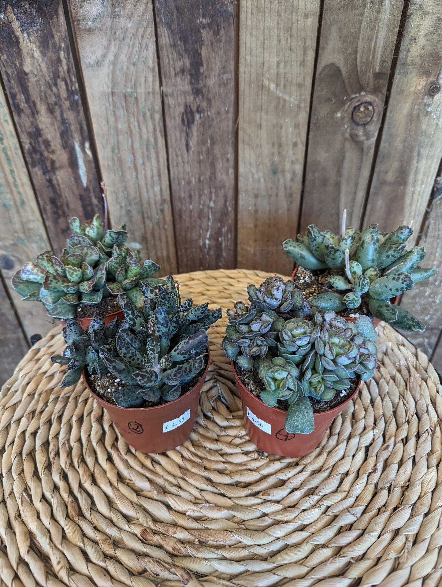 Adromischus Mix 5.8cm pot