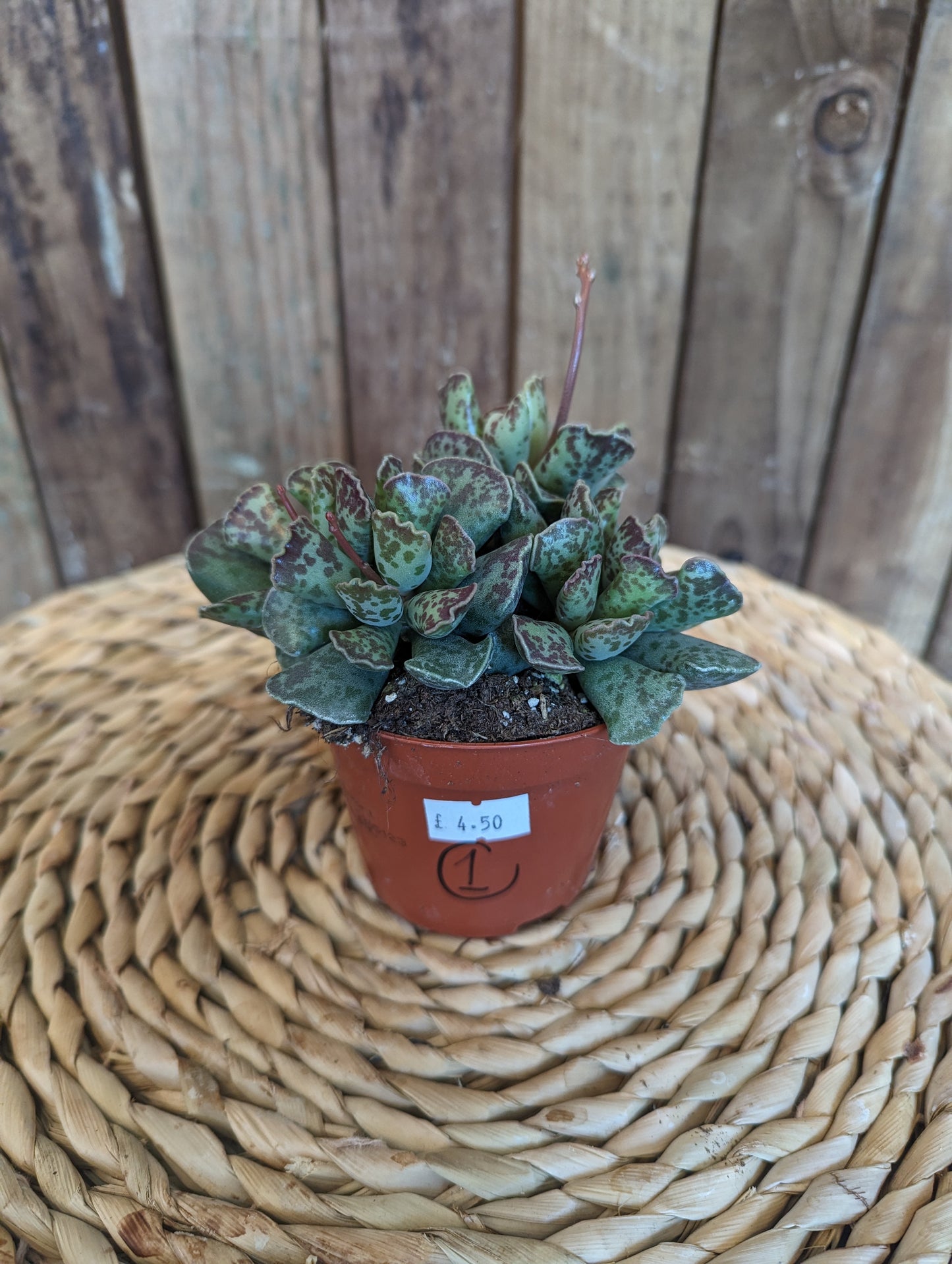 Adromischus Mix 5.8cm pot