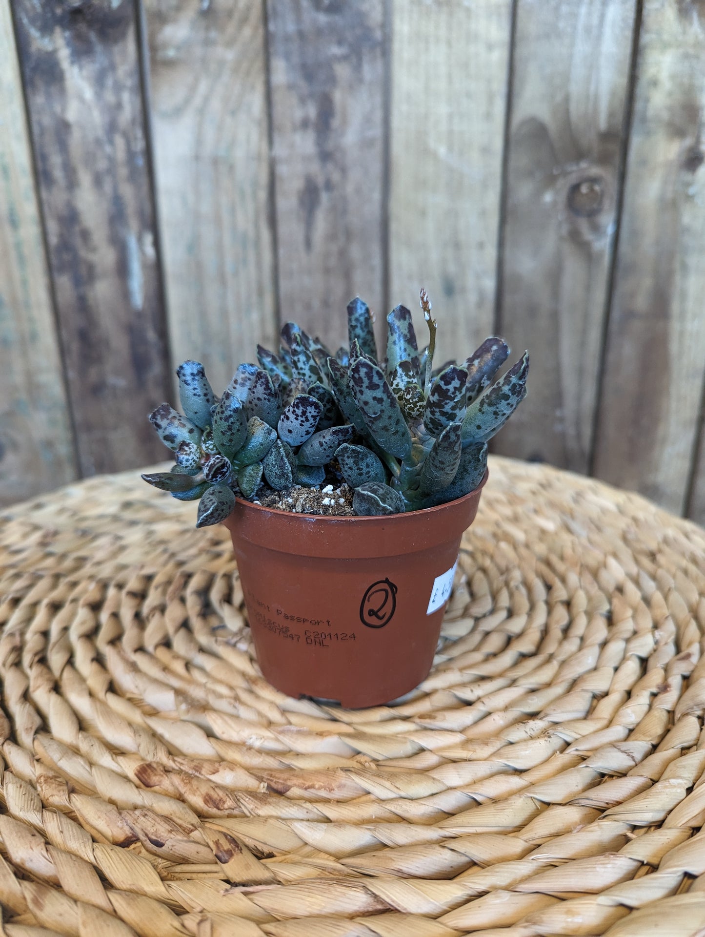 Adromischus Mix 5.8cm pot