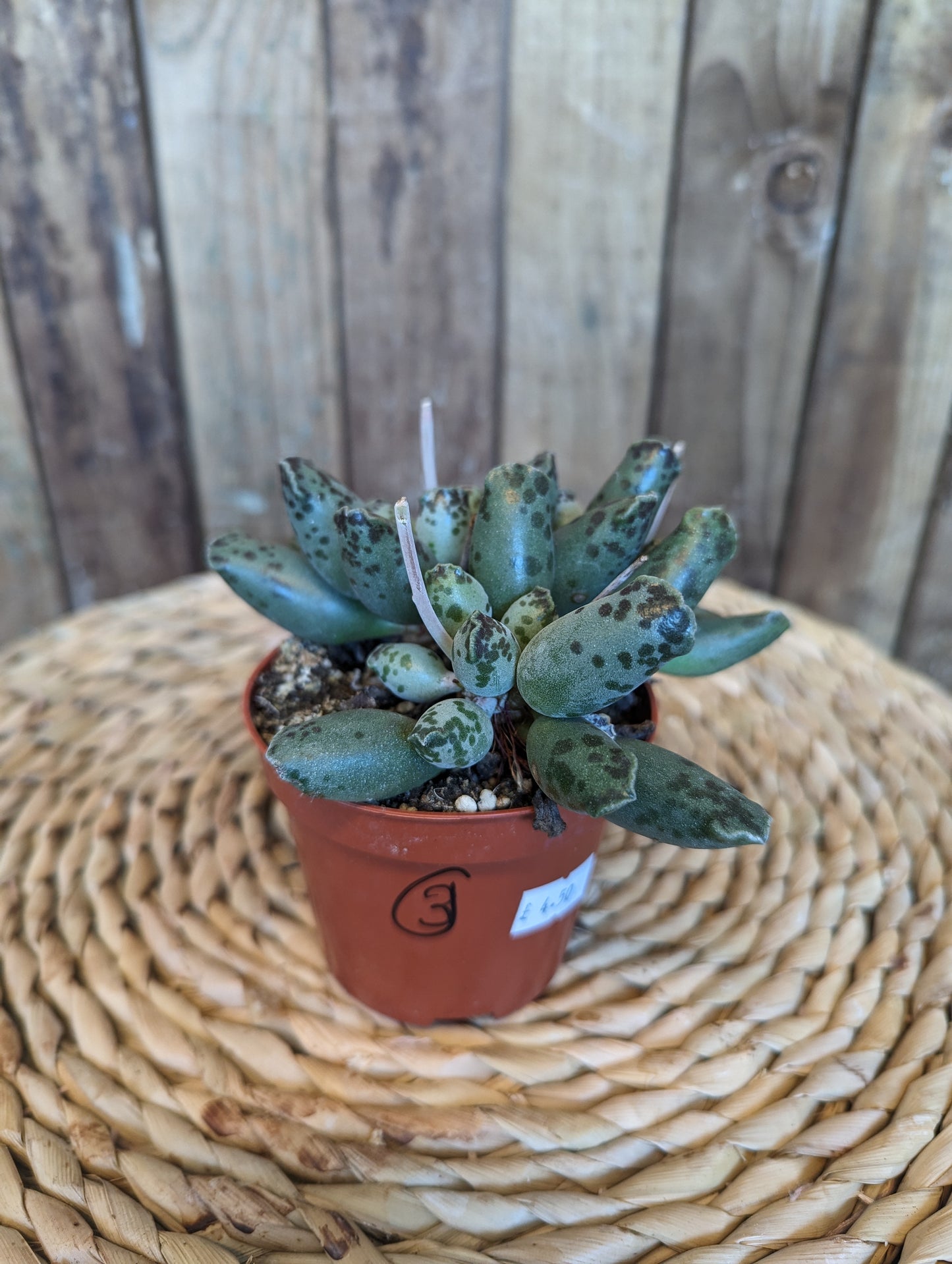 Adromischus Mix 5.8cm pot