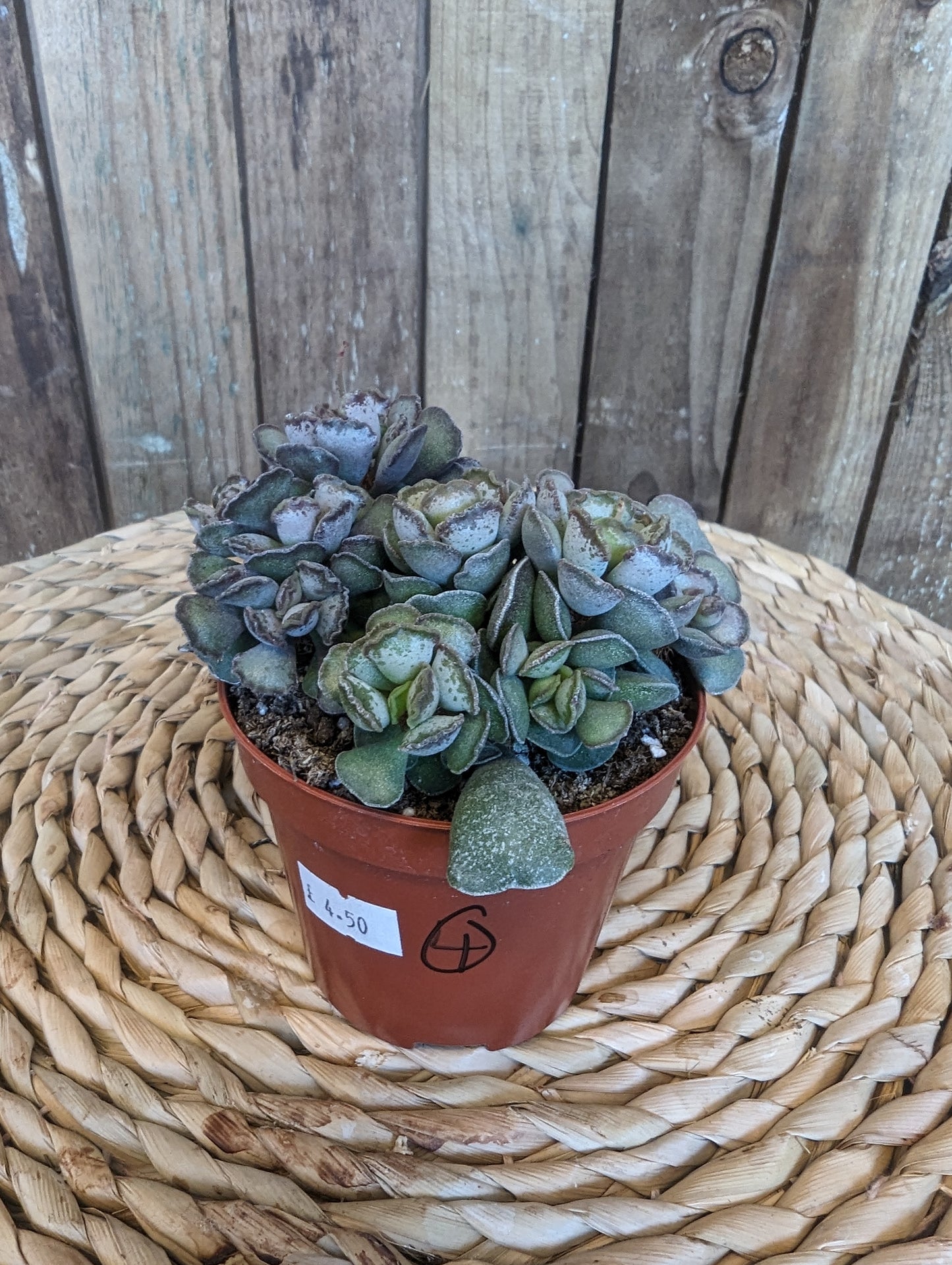 Adromischus Mix 5.8cm pot