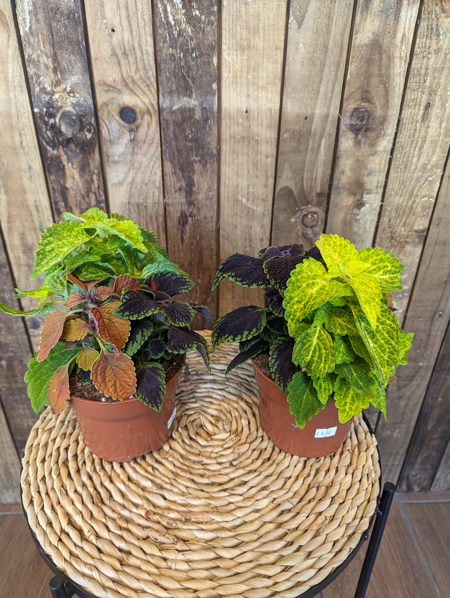 Coleus Mix 13cm pot