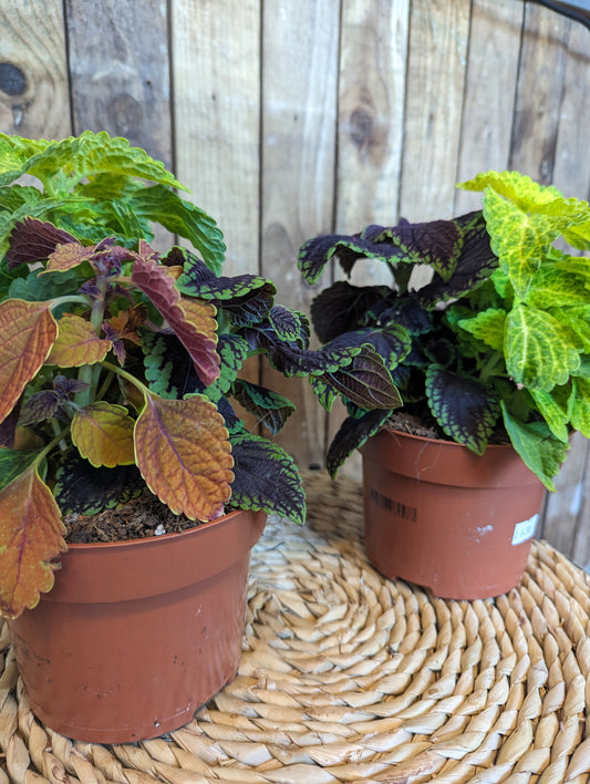 Coleus Mix 13cm pot