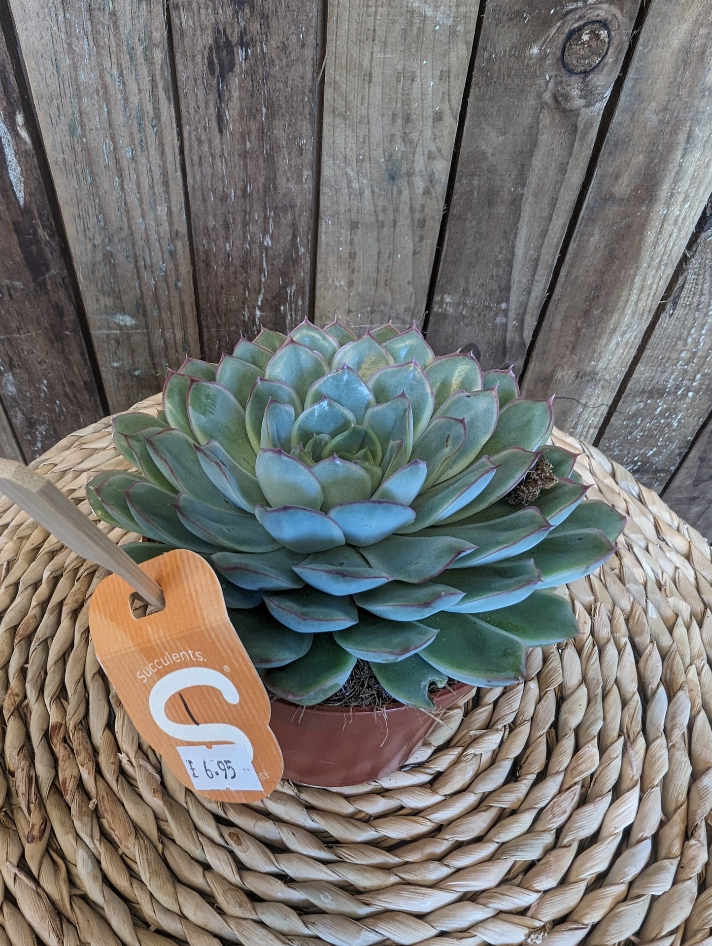 Echeveria 12cm pot