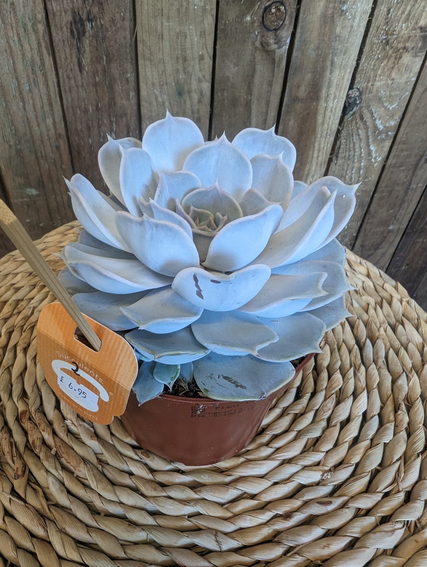 Echeveria 12cm pot