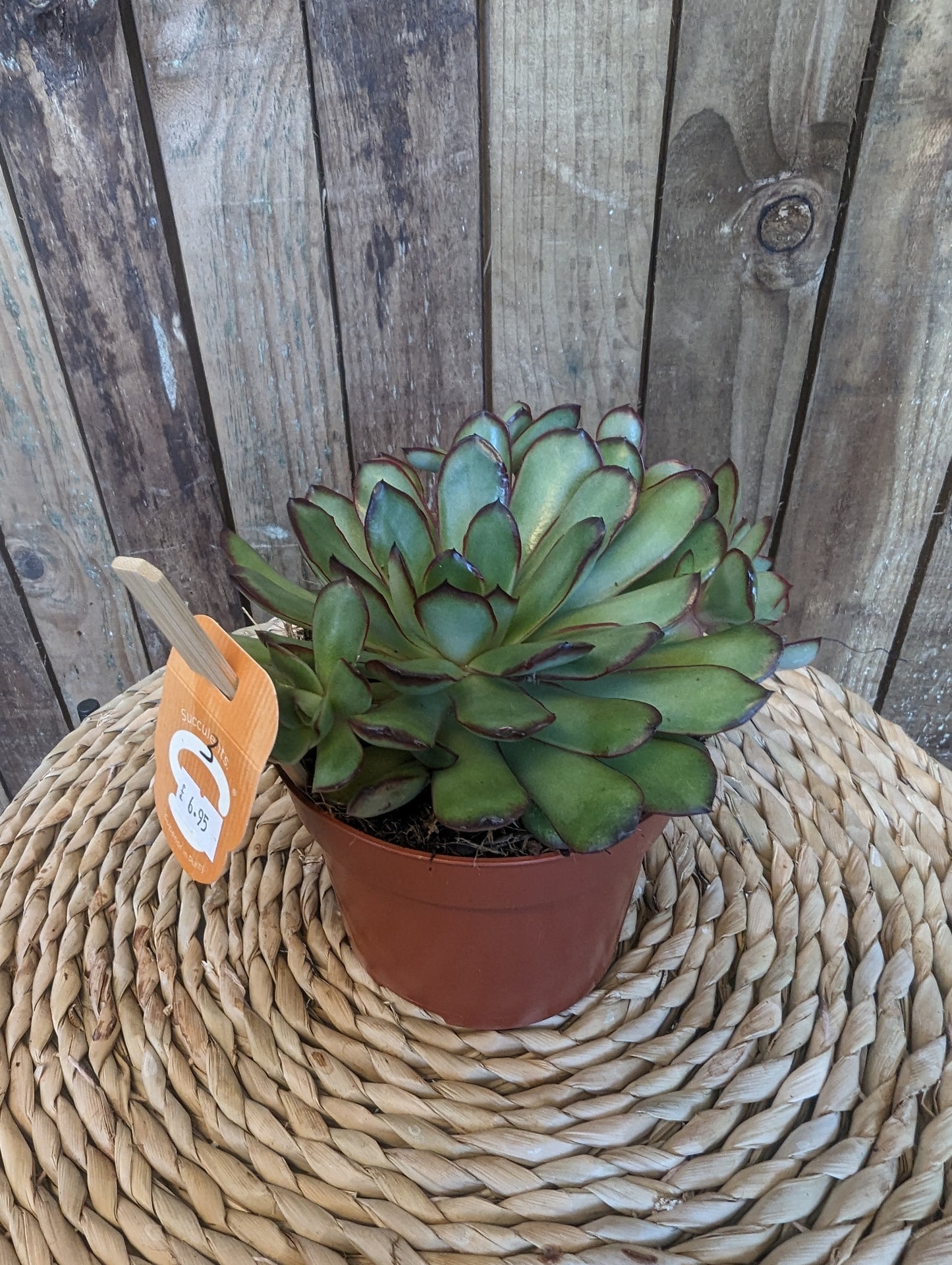 Echeveria 12cm pot