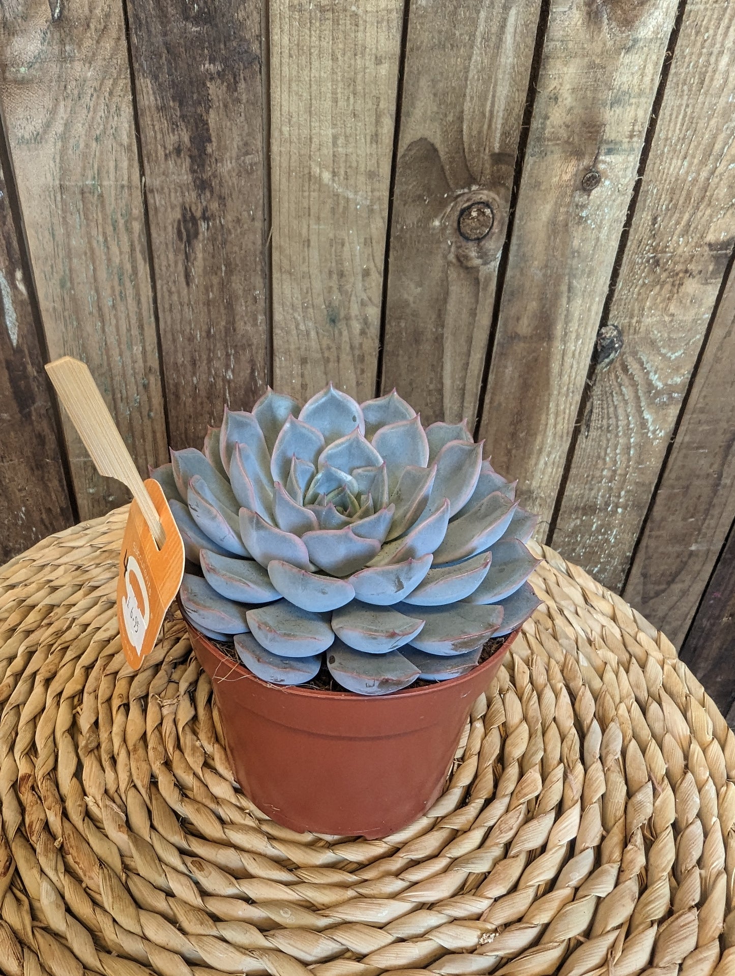 Echeveria 12cm pot