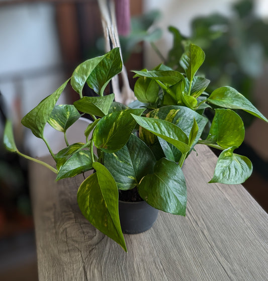 Epipremnum (Pothos) 12cm