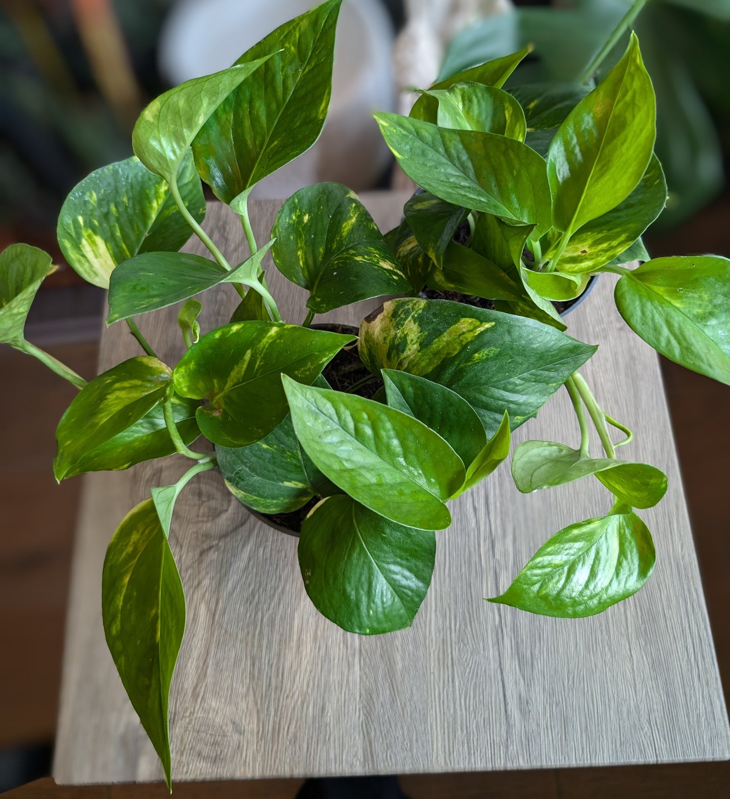 Epipremnum (Pothos) 12cm