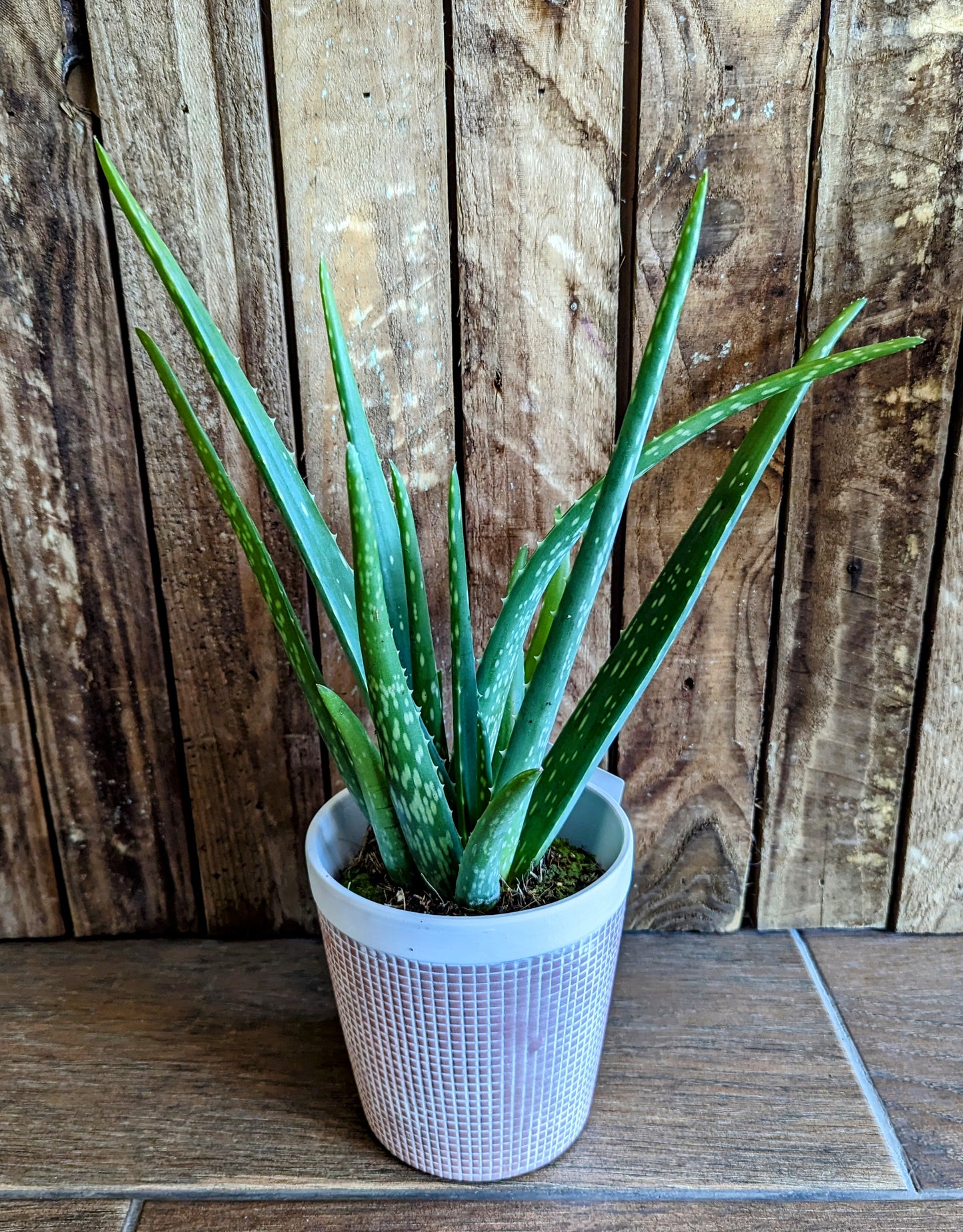 Aloe Vera 13cm with Pot