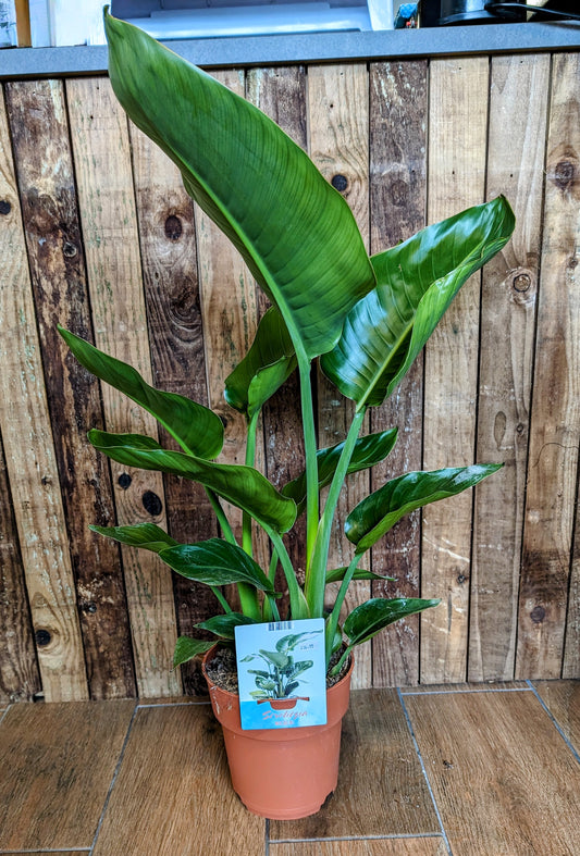 Bird of Paradise 19cm Pot