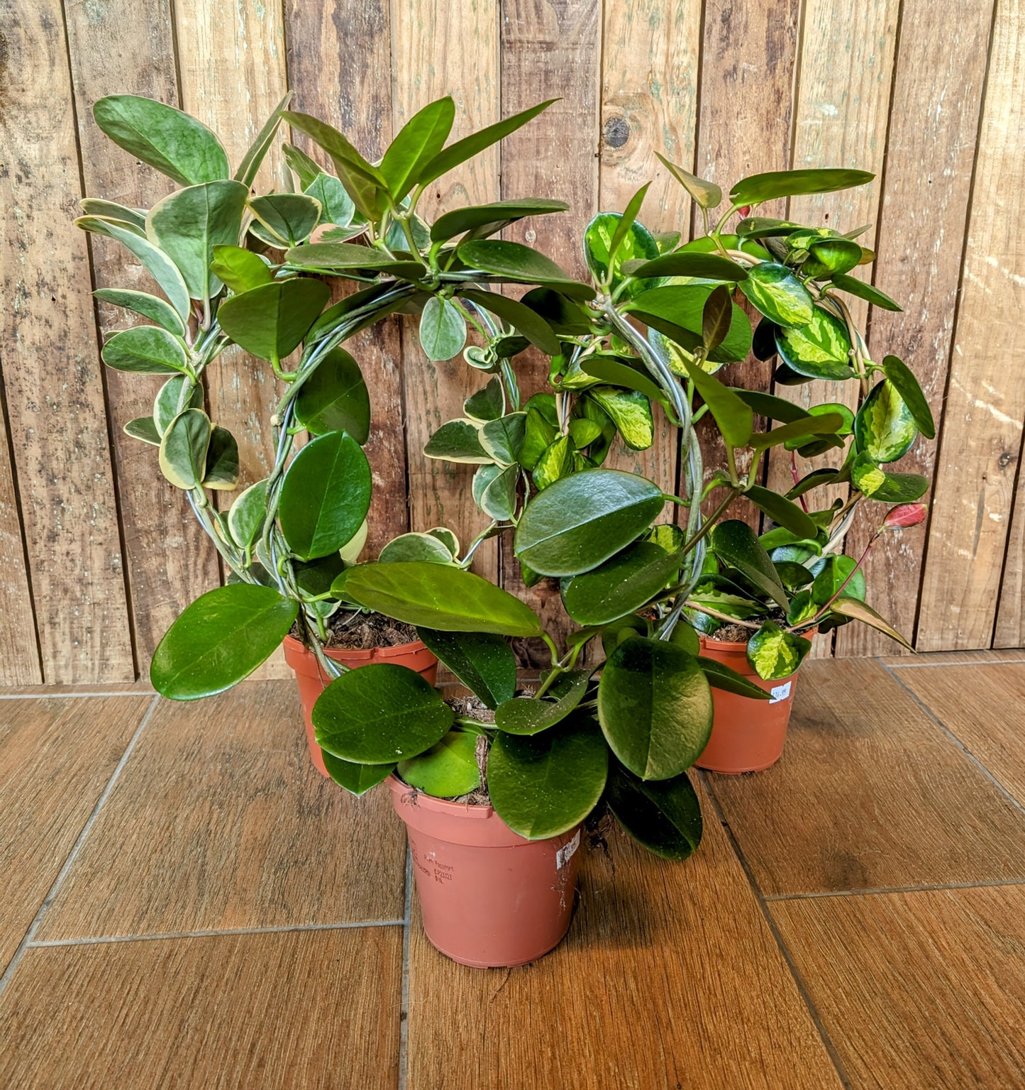 Hoya Hoop 12cm Pot