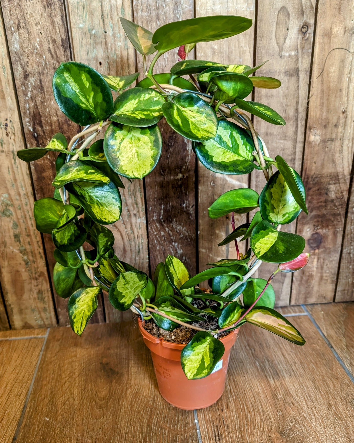 Hoya Hoop 12cm Pot