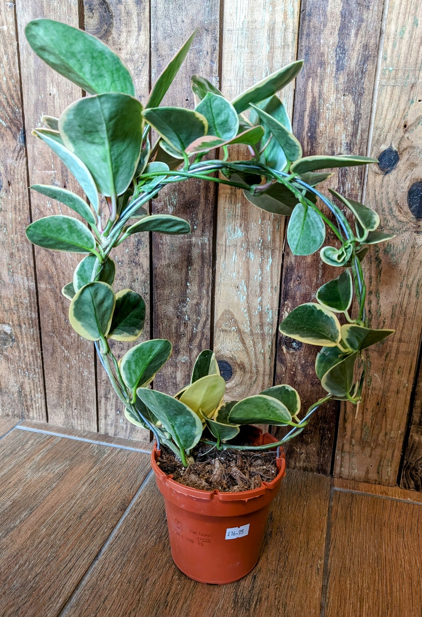 Hoya Hoop 12cm Pot