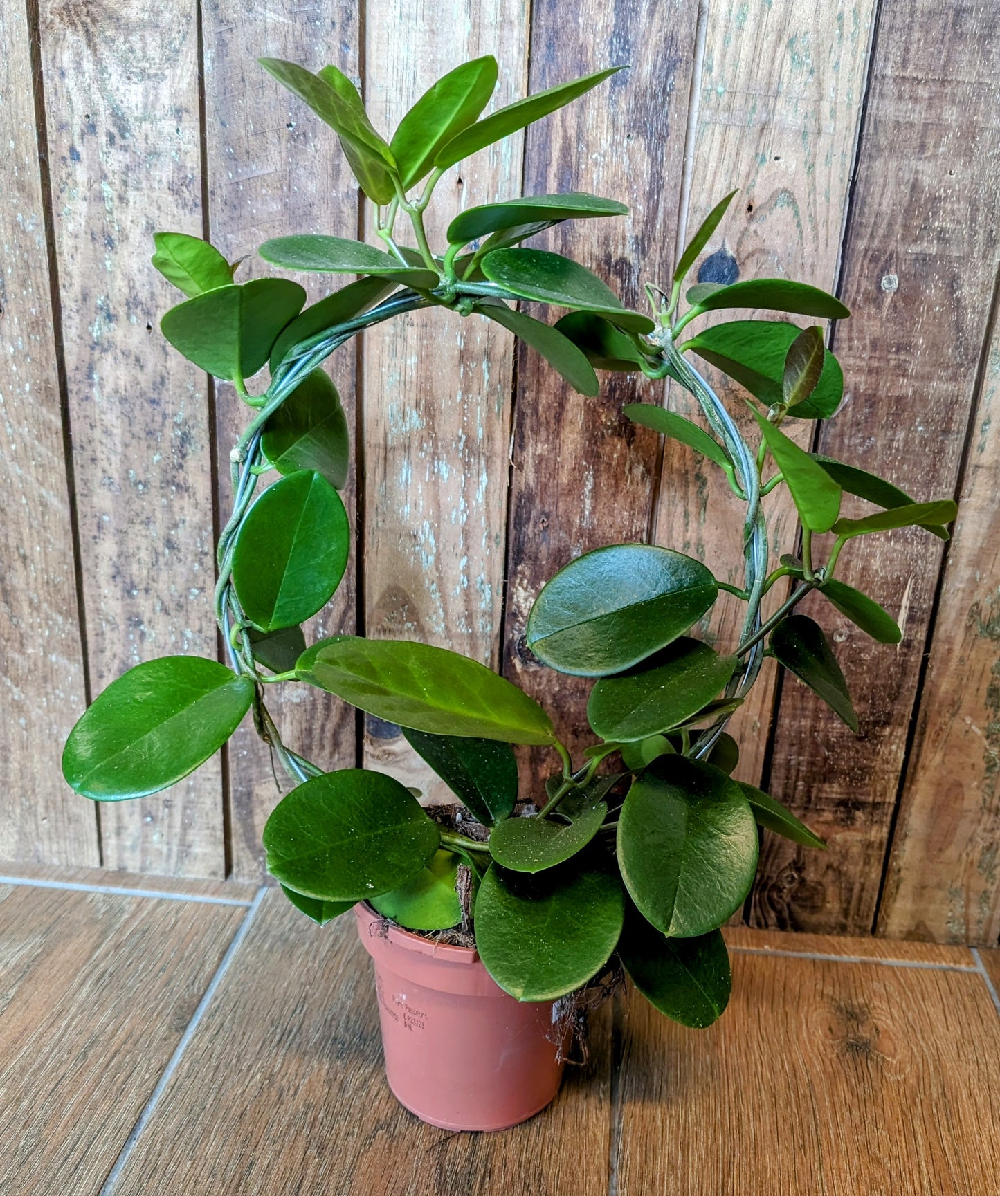 Hoya Hoop 12cm Pot