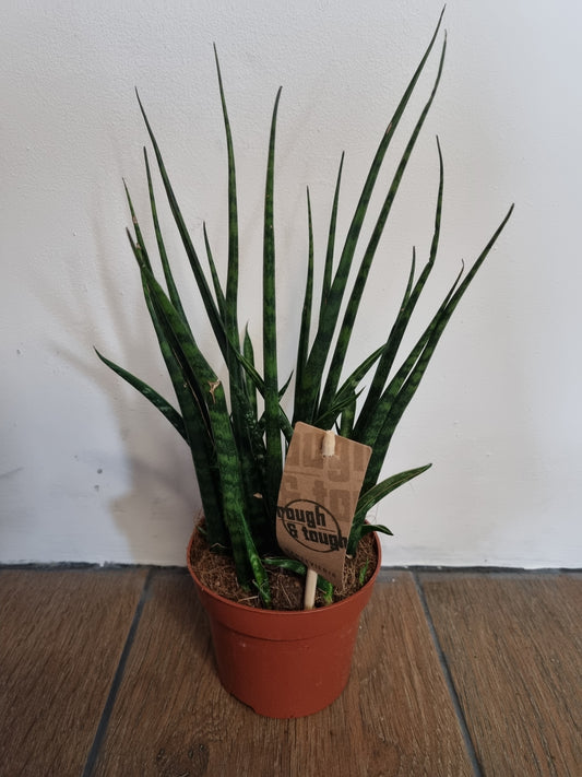 Sansevieria Fernwood 12cm Pot