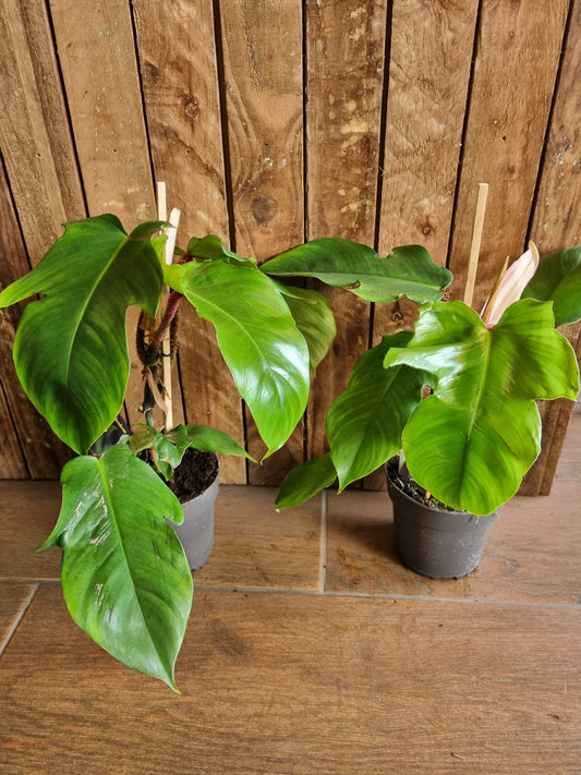 Philodendron Squamiferum 14cm Pot